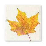 Autumn Maple Leaf in Shades of Gold