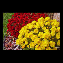 Autumn Mums posters