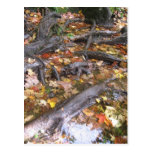 autumn mush postcard