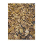 Autumn postcards