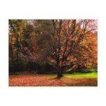 Autumn Postcard 1