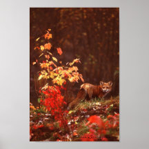 Autumn Red Fox Posters
