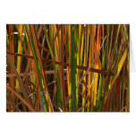 Autumn Reeds Number 1 Greeting Cards