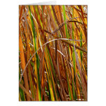 Autumn Reeds Number 5 (Vertical) Cards