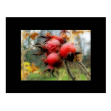 Autumn rosehips postcards
