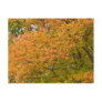 Autumn Splendor Post Cards