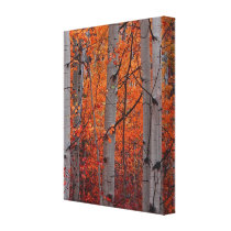Autumn Splendour Canvas Prints
