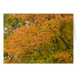 Autumn Splendour