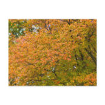 Autumn Splendour