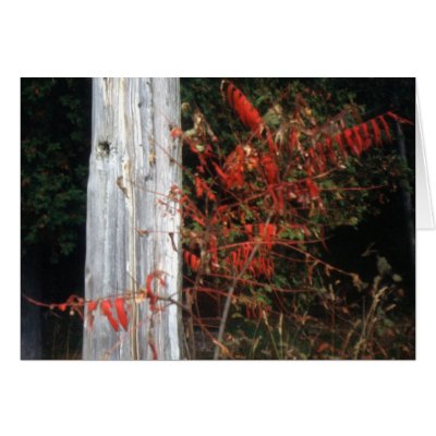 Autumn Sumac by kchwxdr