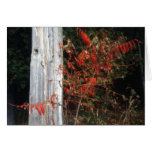 Autumn Sumac cards