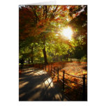 Autumn Sun in Central Park, New York City Greeting Cards