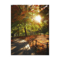 Autumn Sun in Central Park, New York City Post Cards