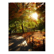 Autumn Sun in Central Park, New York City Post Cards