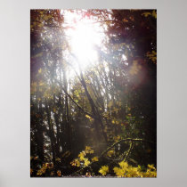 Autumn Sun Rays #43 Poster