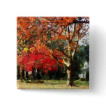 Autumn Sycamore Tree