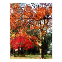 Autumn Sycamore Tree Post Card