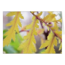 Autumn Tansy Leaves