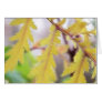 Autumn Tansy Leaves