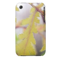 Autumn Tansy Leaves