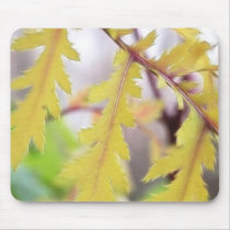 Autumn Tansy Leaves