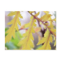 Autumn Tansy Leaves