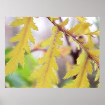 Autumn Tansy Leaves