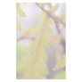 Autumn Tansy Leaves