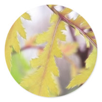 Autumn Tansy Leaves