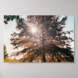 autumn tree2 print