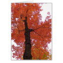 Autumn Tree cards