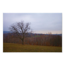 Autumn Tree Photographic Print