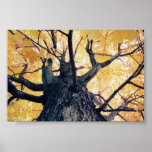 autumn tree posters