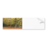 Autumn trees bumper sticker
