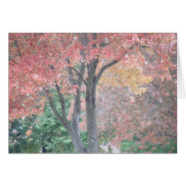 Autumn Trees