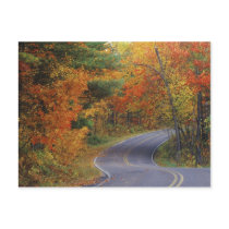 Autumn trees line roadway in Itasca State Park Postcards