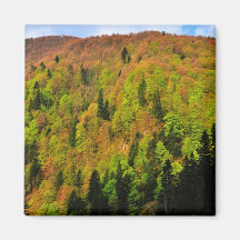 Autumn trees magnets