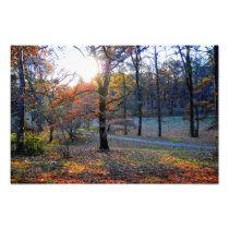 Autumn trees