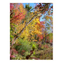 Autumn Trees Post Cards