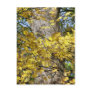 AUTUMN TREES POSTCARD