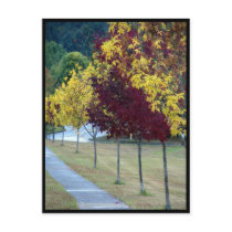 Autumn Trees Postcard