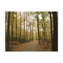 Autumn Trees Postcard