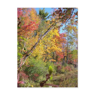 Autumn Trees Post Cards by pamdicar