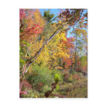 Autumn Trees postcards