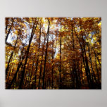 Autumn Trees Poster