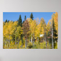 Autumn Trees posters