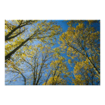 Autumn Treetops Photographic Print