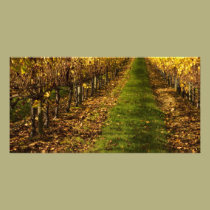 Autumn Vines photo cards