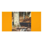 Autumn with tree picture card