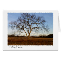 Autumnal Glow Greeting Card